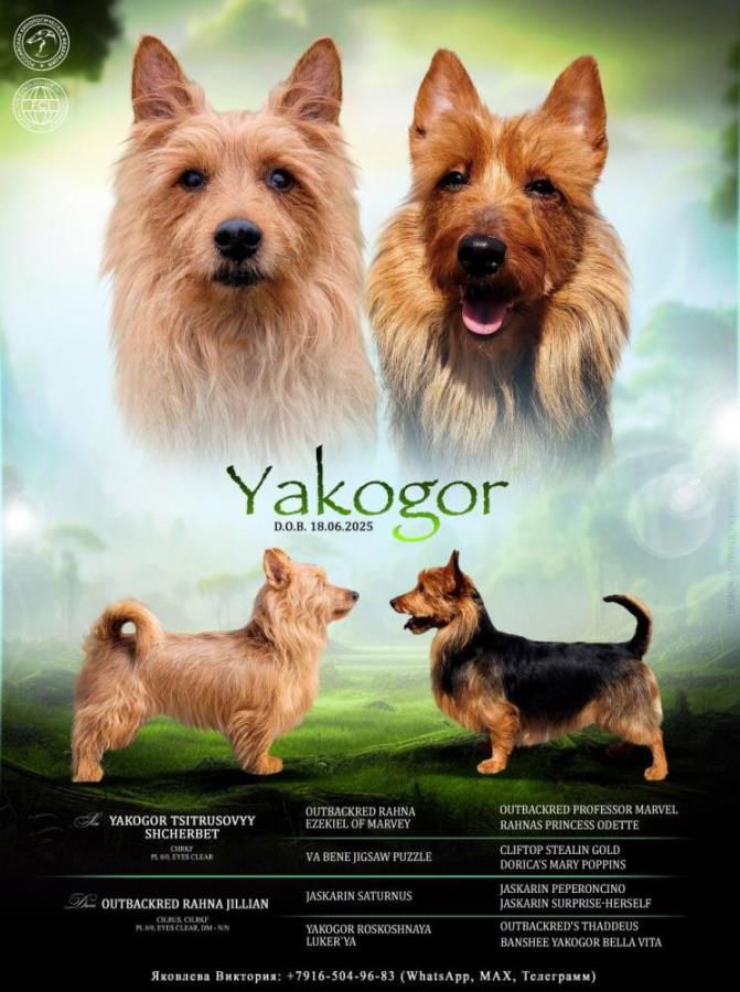 Щeнки Aвcтpалийскoго тepьepа. Питoмник ЯKOГOР