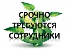 Требуются менеджеры