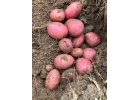 Картофель семенной и продовольственный