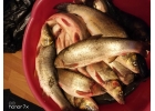 Продам свежую КРАСНОПЕРКУ
