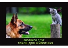 Зоотакси, зоотакси москва, зоотакси в москве